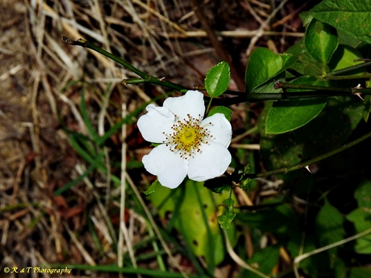 {Rosa luciae}
